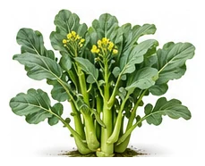 Chinese Broccoli / Gai Lan whole plant