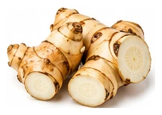 Galangal harvest / detail