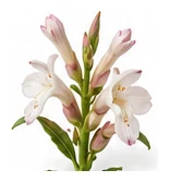 Galangal flower detail