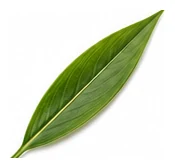 Galangal leaf detail