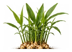 Galangal whole plant