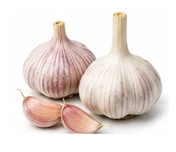 Garlic harvest / detail