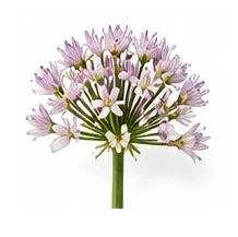 Garlic flower detail