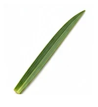 Garlic leaf detail