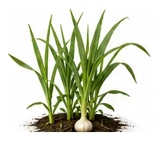 Garlic whole plant