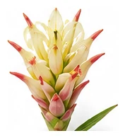 Ginger flower detail