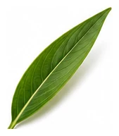 Ginger leaf detail