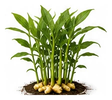 Ginger whole plant