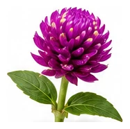 Gomphrena flower detail