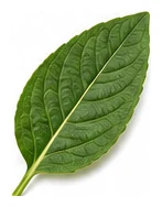 Gomphrena leaf detail