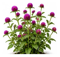 Gomphrena whole plant