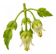 Gooseberry flower detail