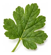 Gooseberry leaf detail