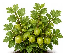 Gooseberry whole plant