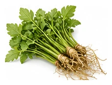 Gotu Kola harvest / detail
