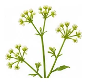Gotu Kola flower detail