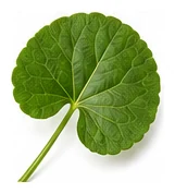 Gotu Kola leaf detail