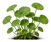 Gotu Kola whole plant