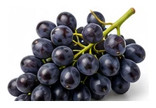 Grape harvest / detail