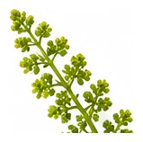 Grape flower detail