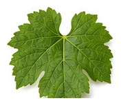 Grape leaf detail
