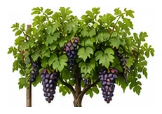 Grape whole plant