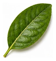 Grapefruit leaf detail