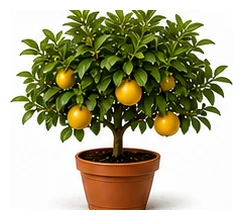 Grapefruit whole plant