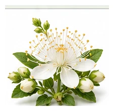 Guava flower detail