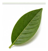 Guava leaf detail