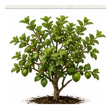 Guava whole plant