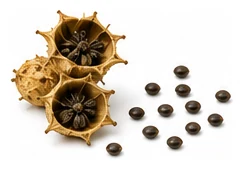 Hollyhock harvest / detail