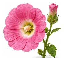 Hollyhock flower detail