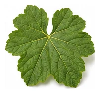 Hollyhock leaf detail