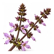 Holy Basil flower detail