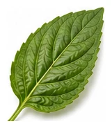 Holy Basil leaf detail