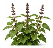 Holy Basil whole plant