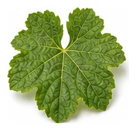 Honeydew Melon leaf detail
