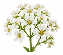 Horseradish flower detail