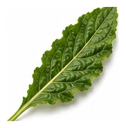 Horseradish leaf detail