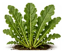 Horseradish whole plant