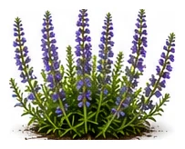 Hyssop whole plant