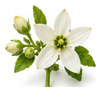 Jalapeño flower detail