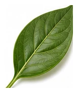 Jalapeño leaf detail