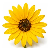 Jerusalem Artichoke flower detail