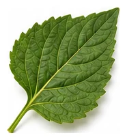 Jerusalem Artichoke leaf detail