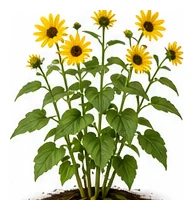 Jerusalem Artichoke whole plant
