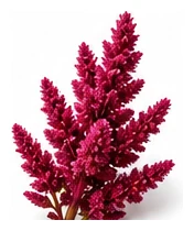 Joseph's Coat Amaranth flower detail