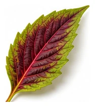 Joseph's Coat Amaranth leaf detail