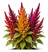 Joseph's Coat Amaranth whole plant